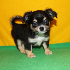 little black chihuahua