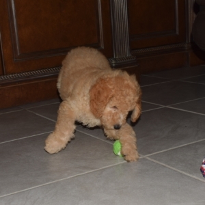 red moyen goldendoodle
