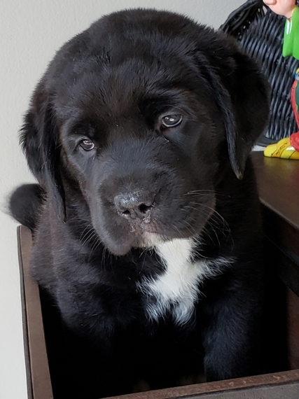 labernard puppies for sale