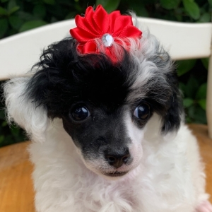 female toy poodle