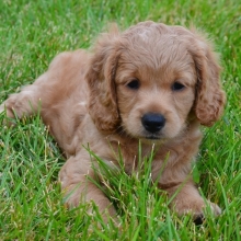 cafe au lait cockapoo