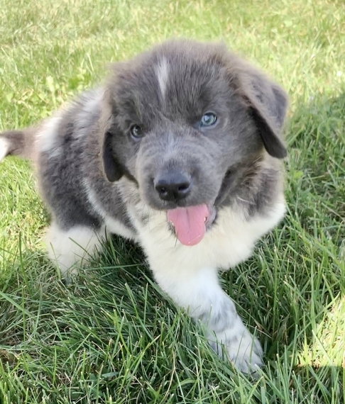 silver newfoundland dog