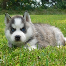 Gypsy Siberian Husky Puppy 610712 Puppyspot