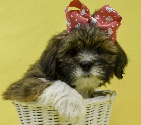 lhasa apso for sale north east