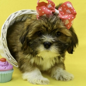 lhasa apso for sale north east