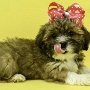 lhasa apso for sale north east