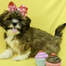 lhasa apso for sale north east