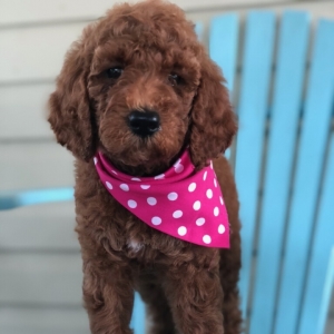 chocolate poodle