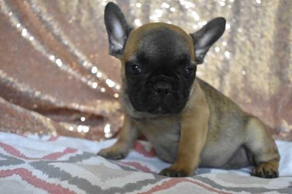 Gordo French Bulldog Puppy 611802 PuppySpot