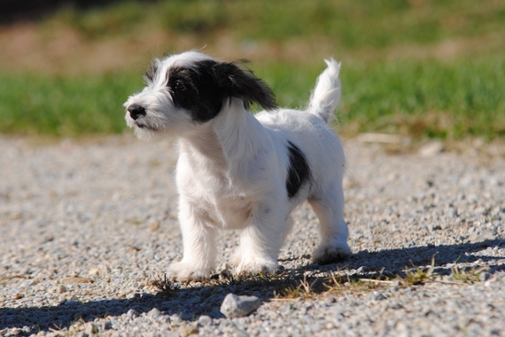 benji dog breed for sale