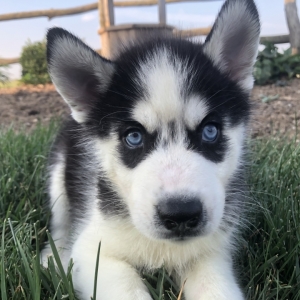 Simon A Black White Male Siberian Husky Puppy 612152 Puppyspot