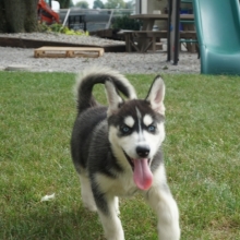 Miska Siberian Husky Puppy 612202 Puppyspot