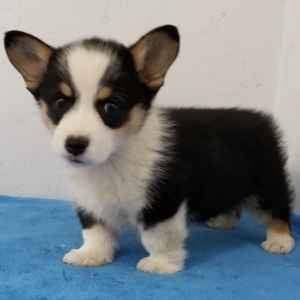 Casper A Black Tan White Male Pembroke Welsh Corgi Puppy 615602 Puppyspot