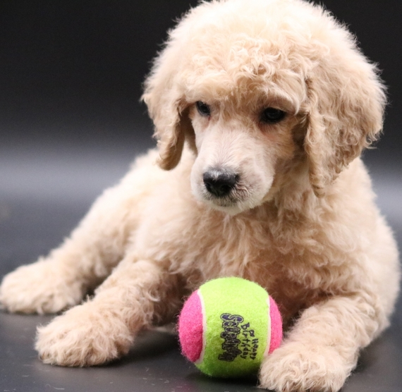 Peaches, a Apricot & White Female Poodle Puppy 616392 PuppySpot