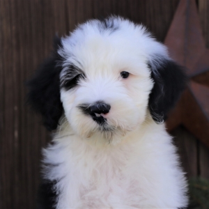 sheepadoodle puppy finder