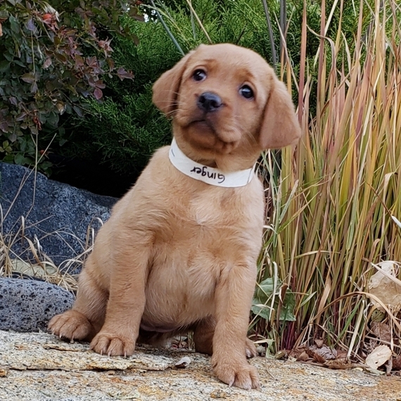 Ginger, a Fox Red Female Labrador Retriever Puppy 617362 PuppySpot