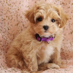 orange maltipoo