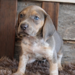 beagle puppyspot