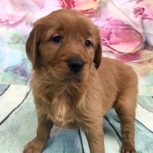 Tessa A Dark Golden Female Golden Retriever Puppy 621412 Puppyspot