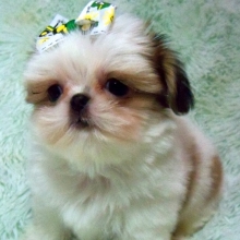 Cute Bugsy Shih Tzu Puppy 621682 Puppyspot