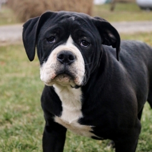 Roxy A Black White Female Alapaha Blue Blood Bulldog Puppy 622172 Puppyspot