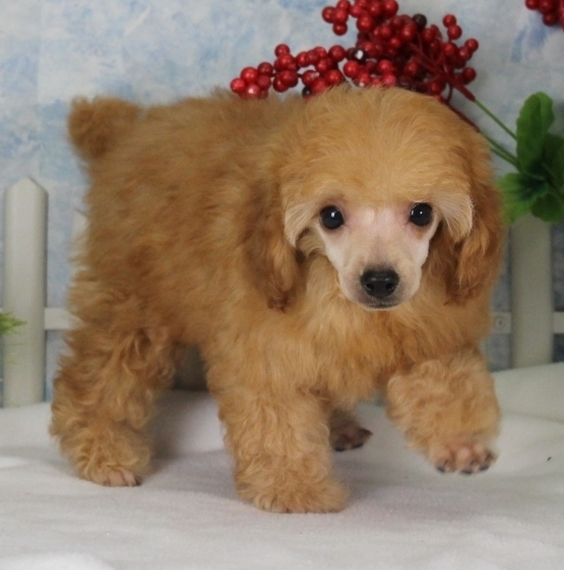 corkys english cream goldendoodles