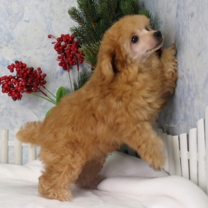 corkys english cream goldendoodles