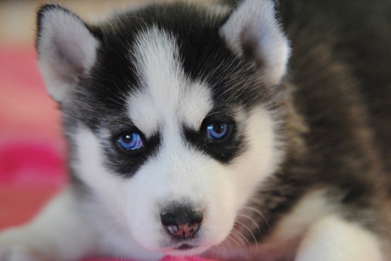 Daisy A Black White Female Siberian Husky Puppy 622492 Puppyspot