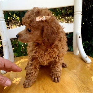 ruby toy poodle