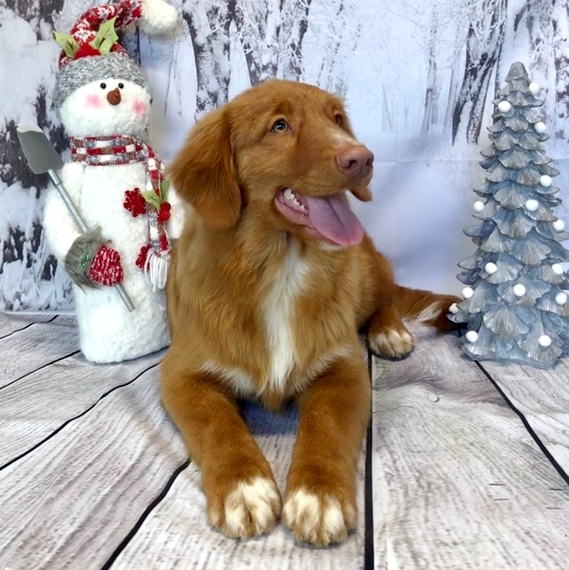 toller breeders near me