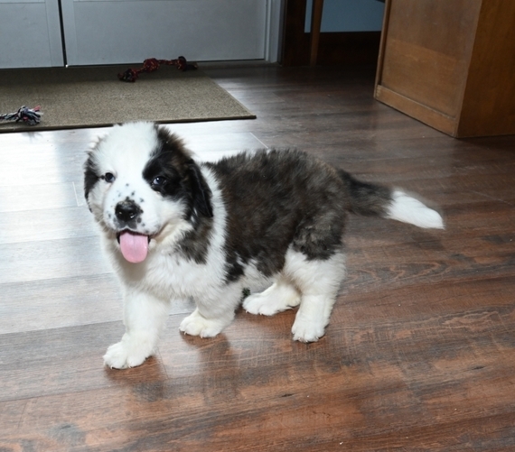 Nala Saint Bernard Puppy 623932 Puppyspot Nala Saint Bernard Puppy 623932 Puppyspot