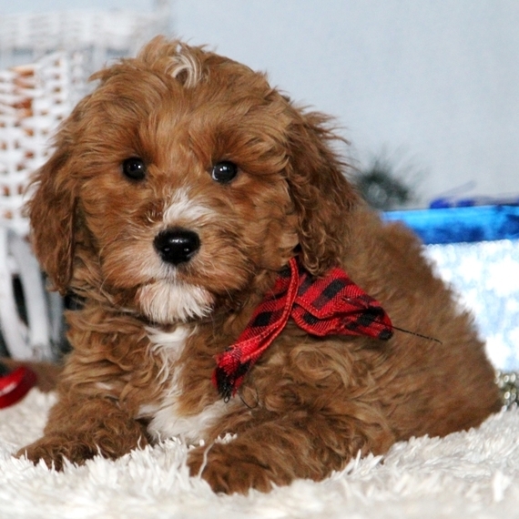 Coco Goldendoodle Puppy 624182 PuppySpot