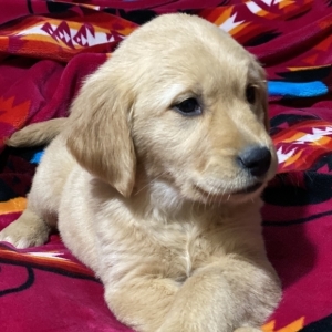 Georgia A Golden Female Golden Retriever Puppy 626052 Puppyspot
