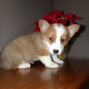 Ellen A Red Female Pembroke Welsh Corgi Puppy 626092 Puppyspot