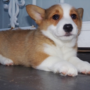 Ellen A Red Female Pembroke Welsh Corgi Puppy 626092 Puppyspot