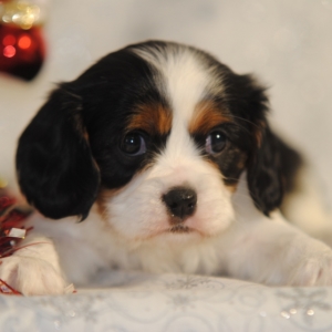 Regina Cavalier King Charles Spaniel Puppy