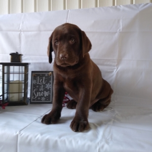 12 week chocolate lab