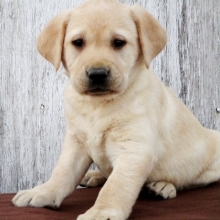 Serena Labrador Retriever Puppy 627302 Puppyspot