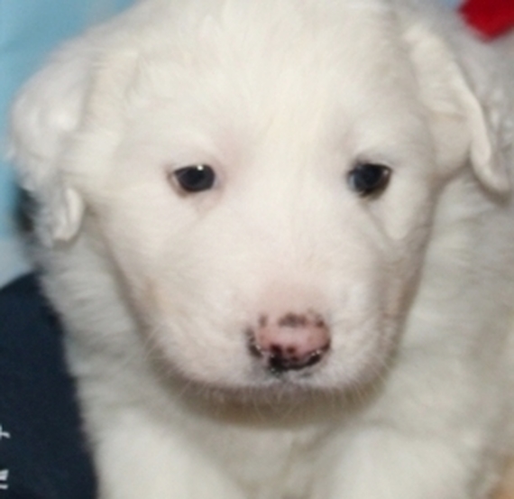 baby pyrenees dog