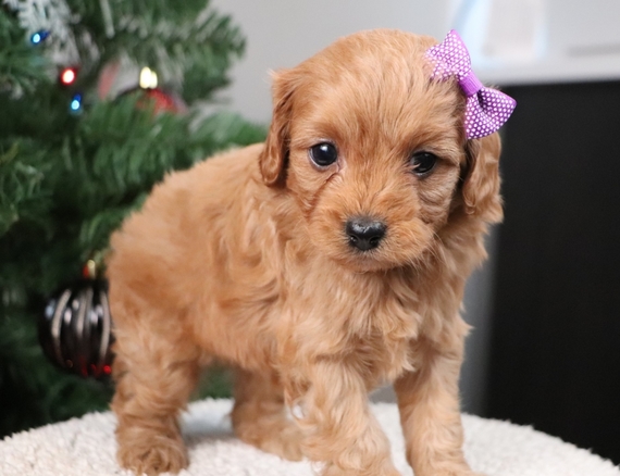 commercial rabbit housing