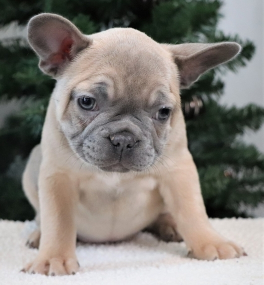 Paisley, a Blue Fawn Female Frenchton Puppy 627862 PuppySpot
