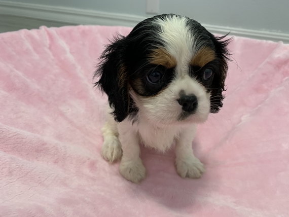our generation king charles spaniel pup