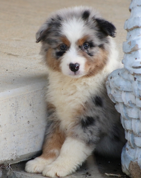 australian shepherd family