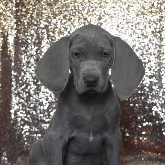 Frieda Weimaraner Puppy 628222 Puppyspot Frieda Weimaraner Puppy 628222 Puppyspot