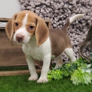 puppy beagles