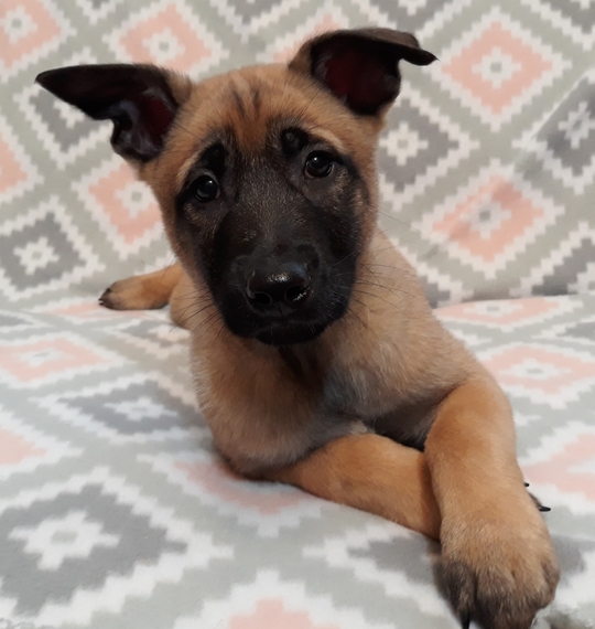 Ace Belgian Malinois Puppy Puppyspot