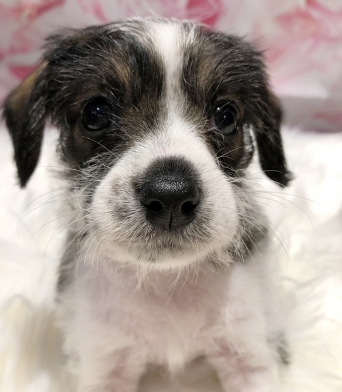 king schnauzer puppies for sale