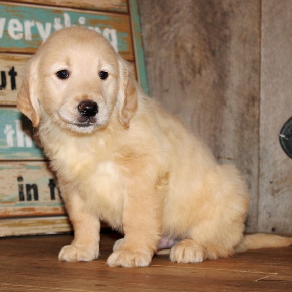 Easton A Golden Male Golden Retriever Puppy 631652 Puppyspot