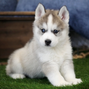 Kodiac A Gray White Male Siberian Husky Puppy 632282 Puppyspot