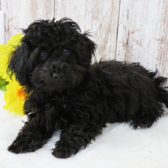 Midnight Havapoo Puppy 632912 PuppySpot